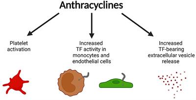 Novel Mechanisms of Anthracycline-Induced Cardiovascular Toxicity: A Focus on Thrombosis, Cardiac Atrophy, and Programmed Cell Death